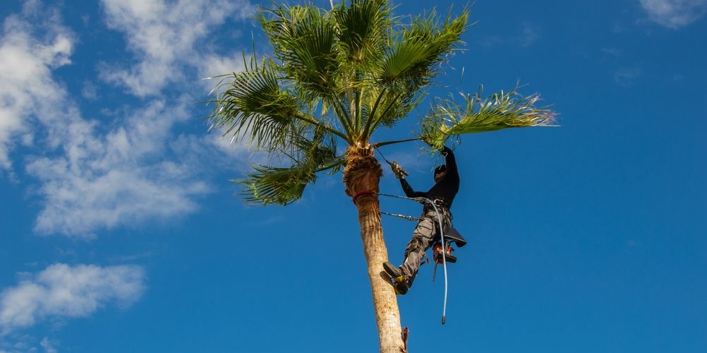 How Much Of A Tree Can You Trim?