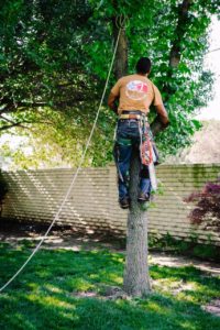 Is It Bad For The Environment To Trim Trees