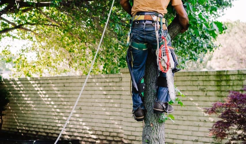 Is It Bad For The Environment To Trim Trees?