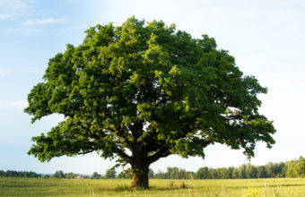 Is It Ok To Trim Oak Trees In Summer?