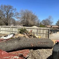 Is Topping Trees A Good Idea?