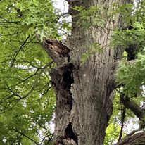 What Are 3 Most Common Types Of Pruning?
