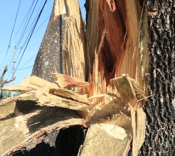 What Happens To A Tree If You Cut It In Half?