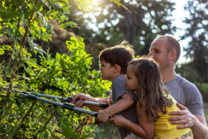 What Is The 1 3 Rule For Pruning