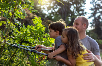 What Is The 1/3 Rule For Pruning?