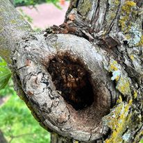 What Is The Best Pruning Angle?