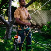 What Is The Best Tool For Cutting Tree Branches?