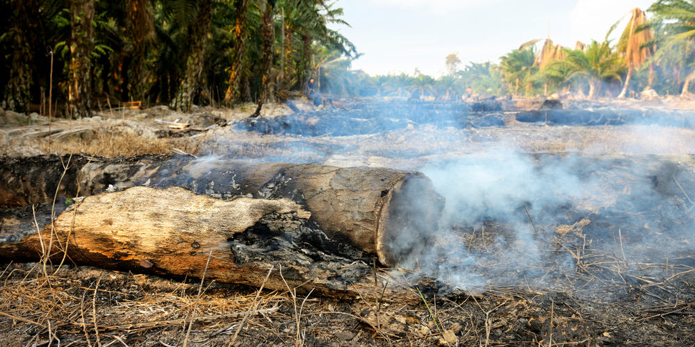 What Is The Cheapest Way To Cut Down A Tree?
