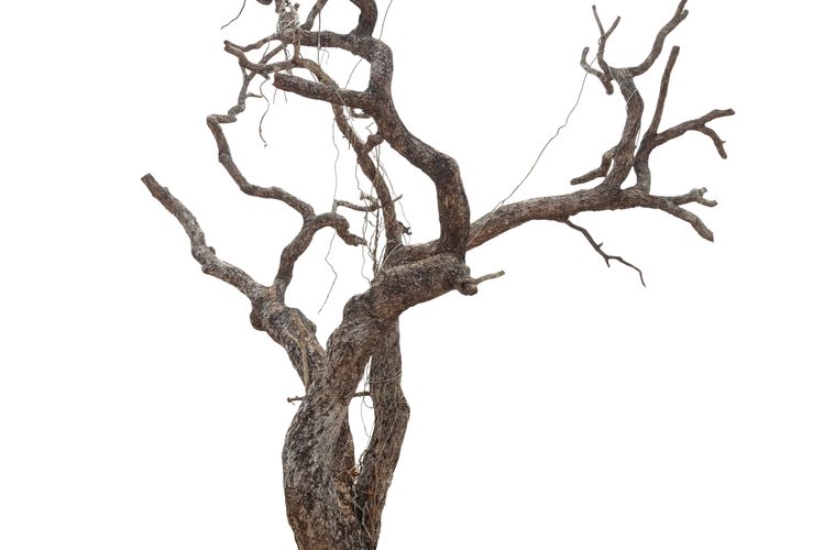 What Is The Oldest Type Of Tree On Earth?