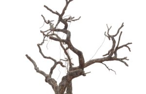 What Is The Oldest Type Of Tree On Earth