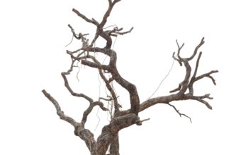 What Is The Oldest Type Of Tree On Earth?