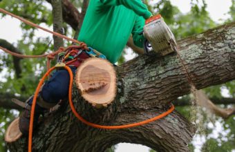 What Time Of Year Is Cheapest For Tree Removal?