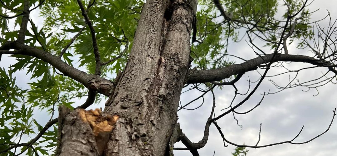 What Tree Has Rights?