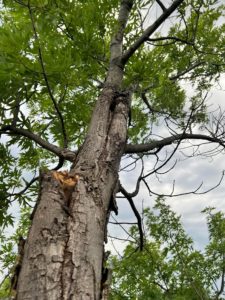 What Tree Has Rights