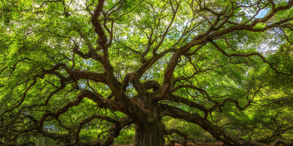 When Should You Not Trim Oak Trees?