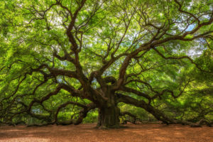When Should You Not Trim Oak Trees