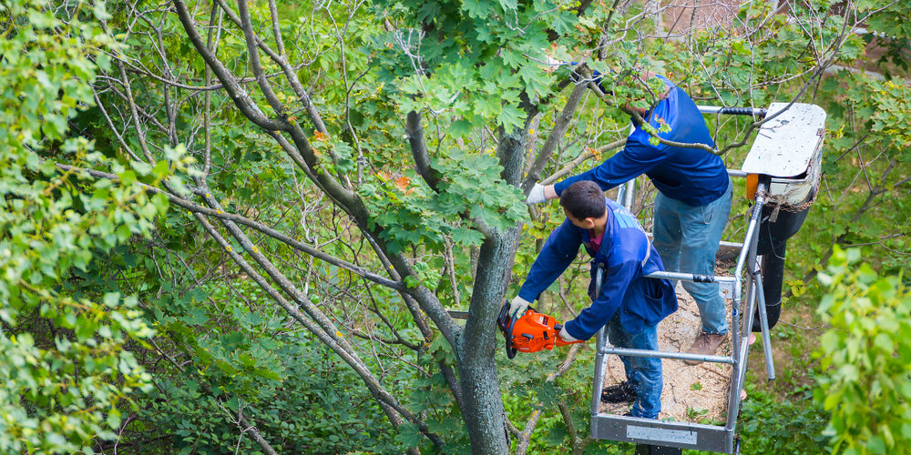 Can Trees Be Pruned In July?