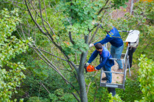 Can Trees Be Pruned In July