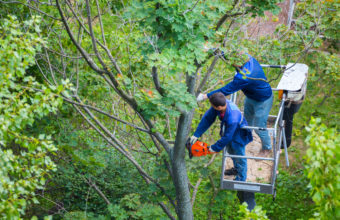 Can Trees Be Pruned In July?