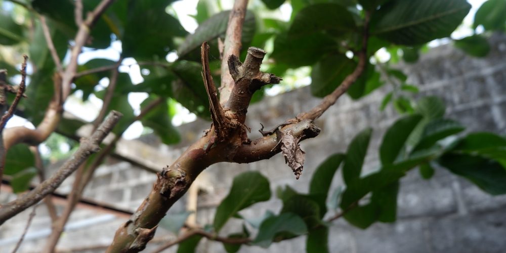 Do Branches Grow Back After Pruning?