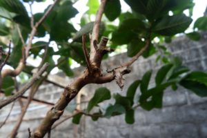 Do Branches Grow Back After Pruning