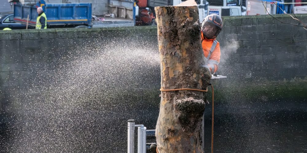 Does Cutting Lower Branches Make A Tree Grow Taller?