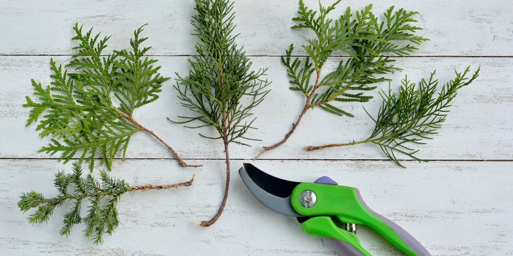 Does Pruning Stimulate Root Growth?
