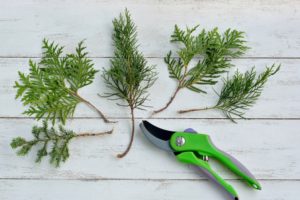 Does Pruning Stimulate Root Growth