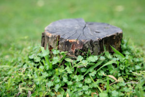 Does Trimming A Tree Slow Root Growth