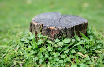 Does Trimming A Tree Slow Root Growth?