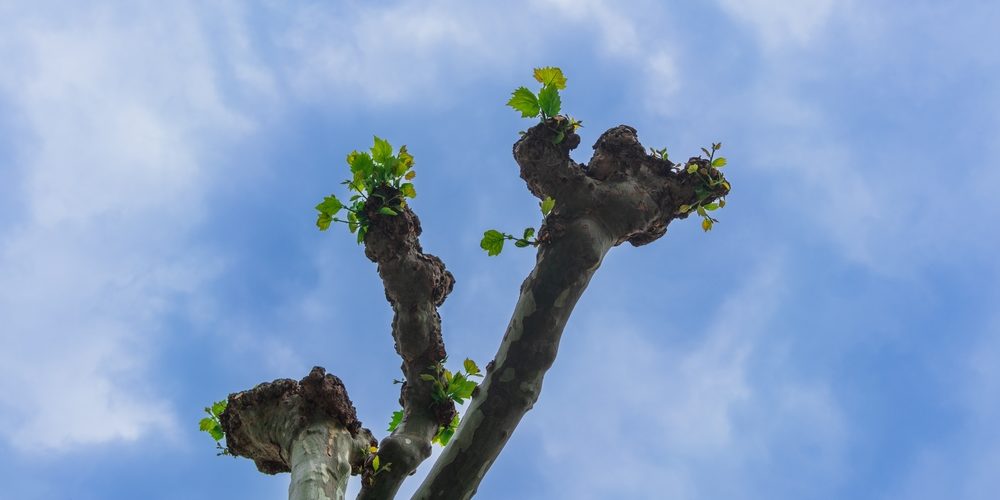 How Do You Fix A Badly Pruned Tree?