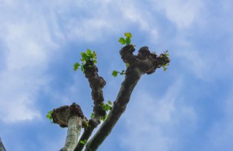 How Do You Fix A Badly Pruned Tree?