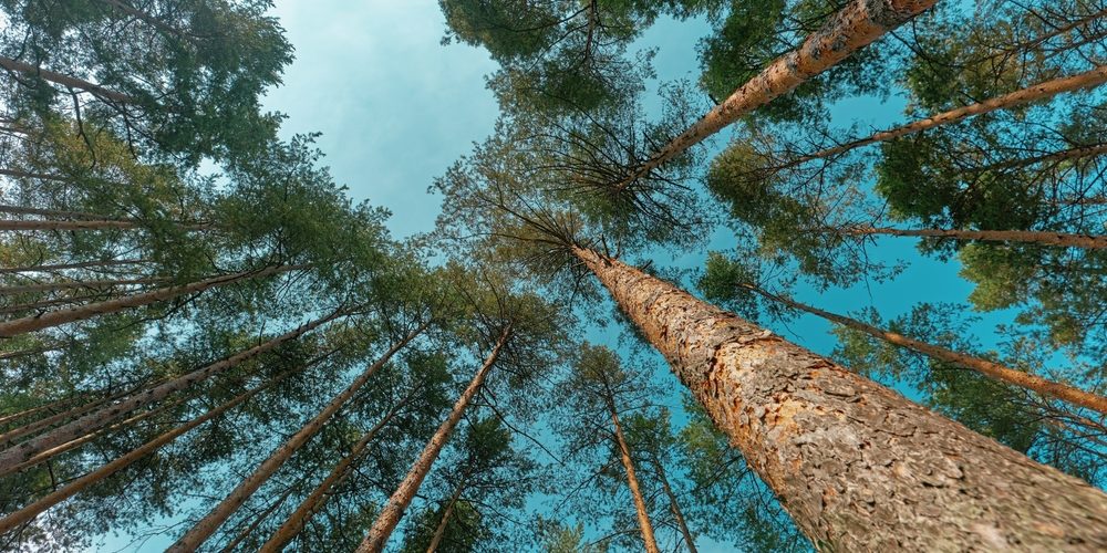 How High Should Your Tree Be?