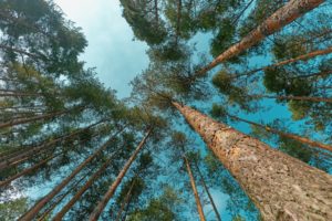 How High Should Your Tree Be