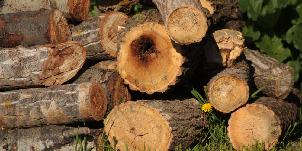 How Much Of A Tree Can You Cut Back?