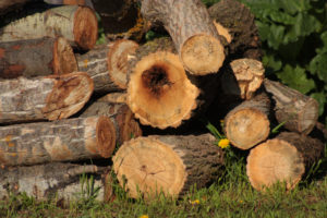 How Much Of A Tree Can You Cut Back
