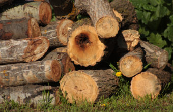 How Much Of A Tree Can You Cut Back?