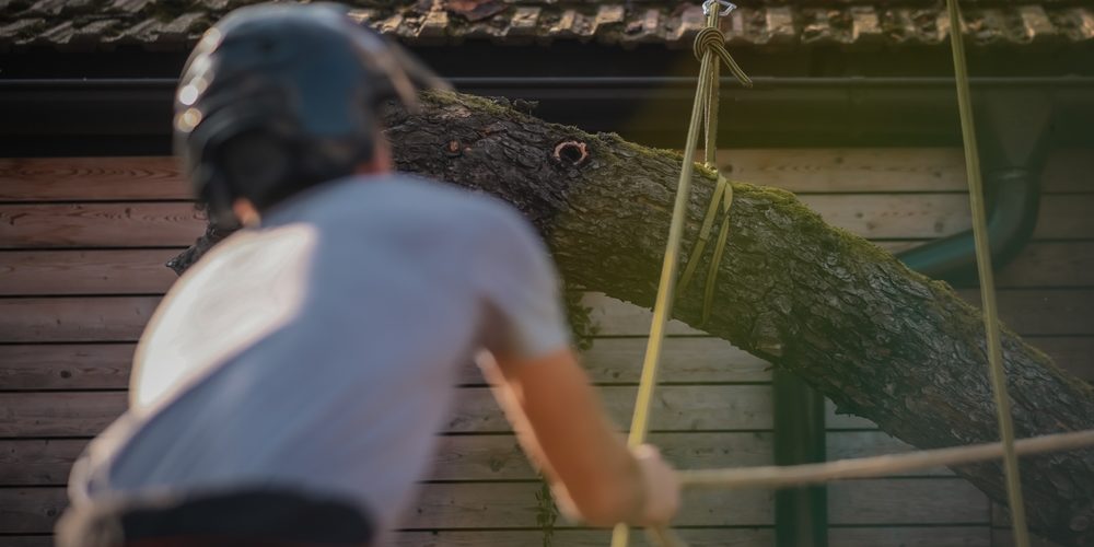 Is It Okay To Cut Lower Branches On A Tree?