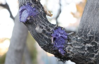Should You Seal A Tree After Pruning?