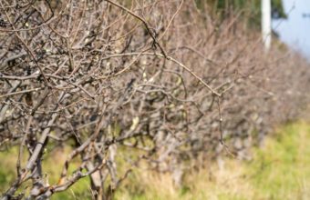 What Are The Disadvantages Of Pruning?