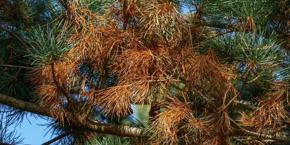 What Are Three Key Branches To Remove When Trimming Trees?