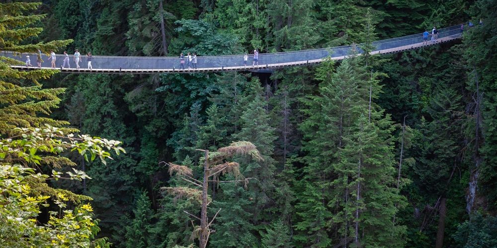 What Determines The Maximum Height Of A Tree?