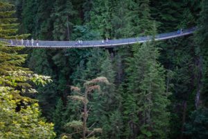 What Determines The Maximum Height Of A Tree