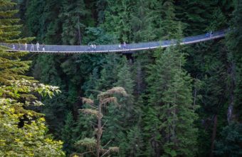 What Determines The Maximum Height Of A Tree?