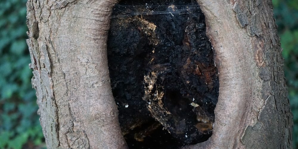 What Does A Branch Collar Look Like?