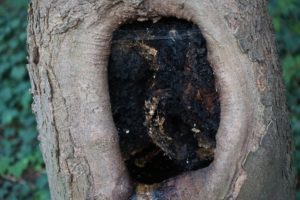What Does A Branch Collar Look Like