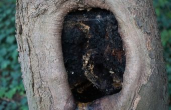 What Does A Branch Collar Look Like?