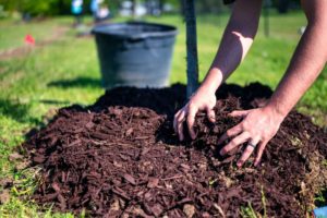 What Fertilizer Makes Trees Grow Faster