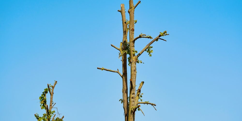 What Happens If You Cut The Top Off A Tree?