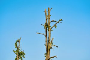 What Happens If You Cut The Top Off A Tree